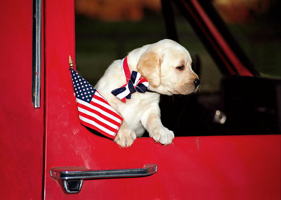 American Flag Photograph - Lil Lab Patriot 2 by Dale Hall