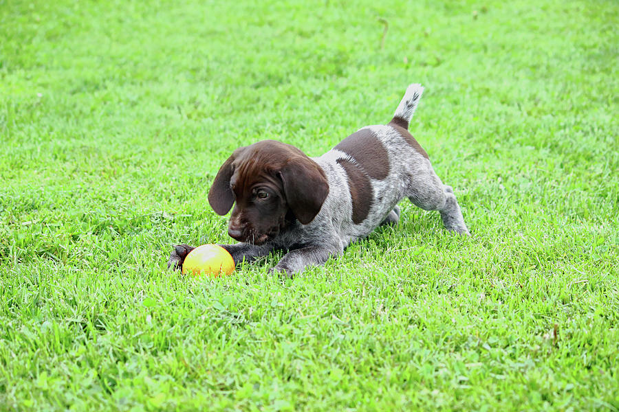 Lil One with Ball Photograph by Brook Burling