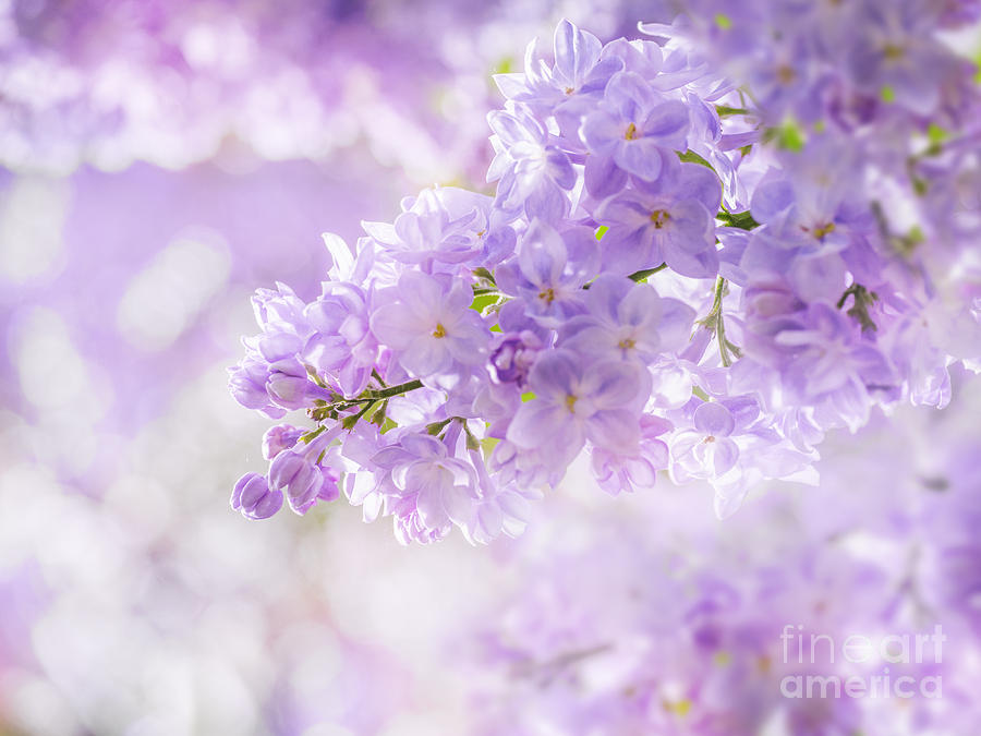 Flower Photograph - Lilac 01 by Wei-San Ooi
