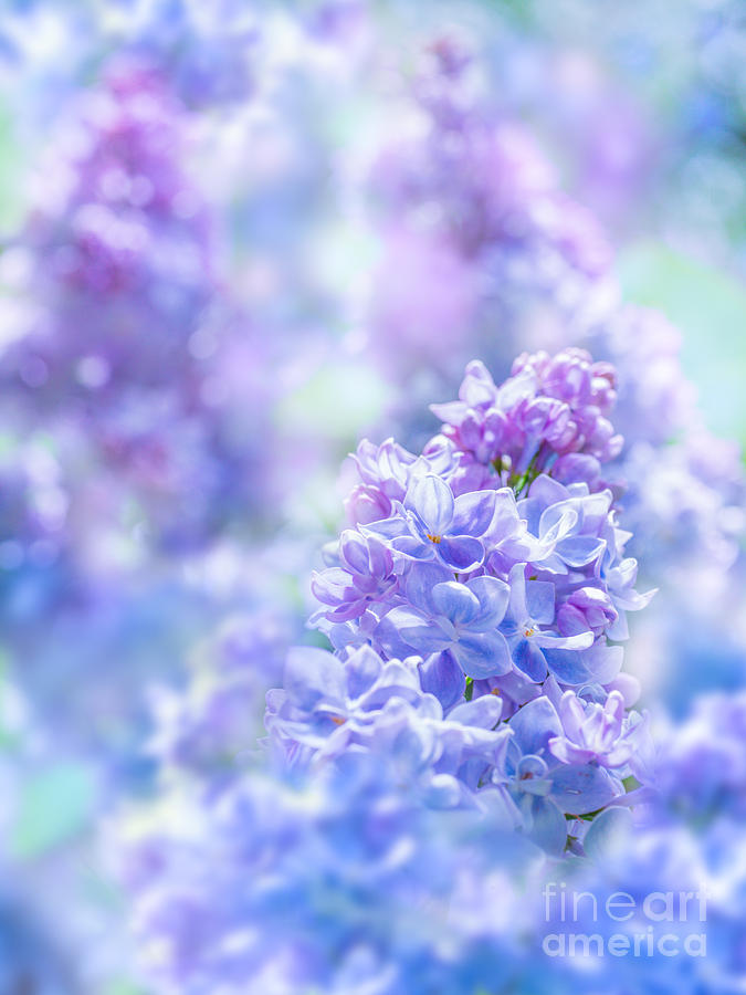 Flower Photograph - Lilac 02 by Wei-San Ooi