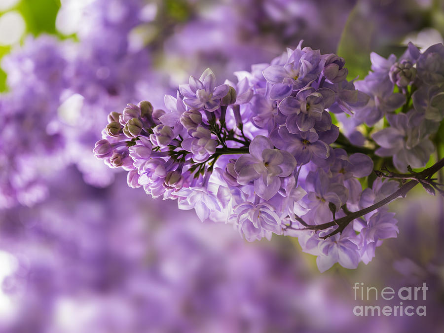Flower Photograph - Lilac 03 by Wei-San Ooi