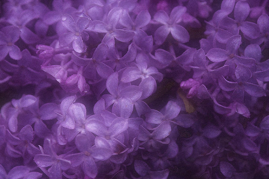 Nature Photograph - Lilac Abundance by Margarita Buslaeva