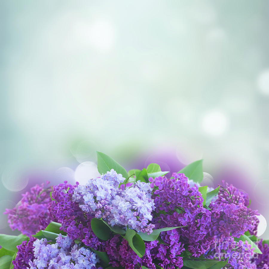 Lilac and Blue Harmony Photograph by Anastasy Yarmolovich