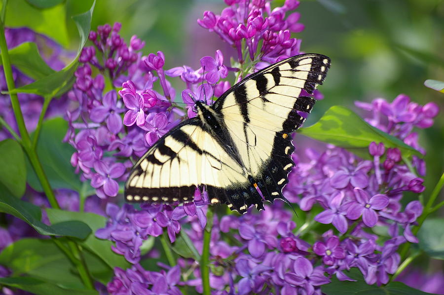 Lilac And Butterfly 3 Photograph by Hal Peters