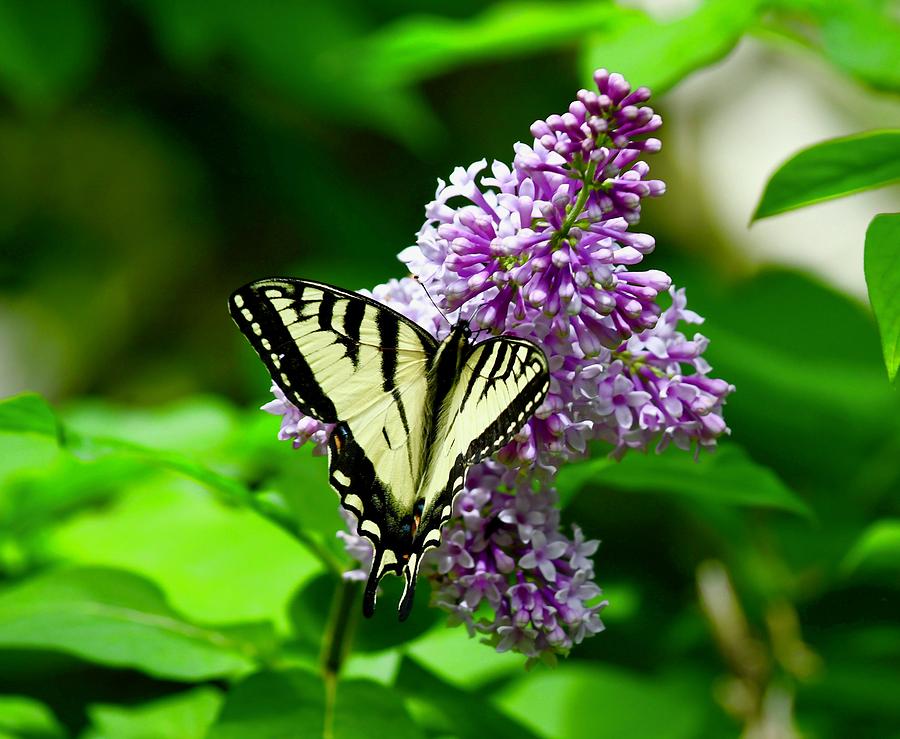 Lilac and Butterfly Photograph by Hella Buchheim