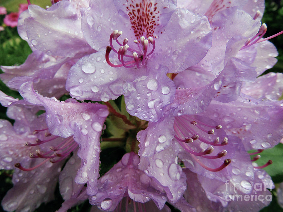 Lilac Azalea Blooms Photograph by Kim Tran