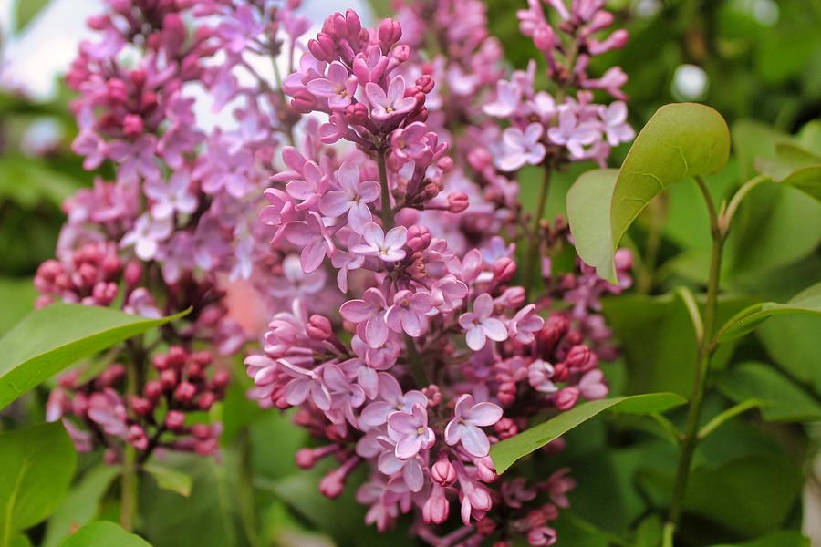Lilac Bloom Photograph by Brian Eberly