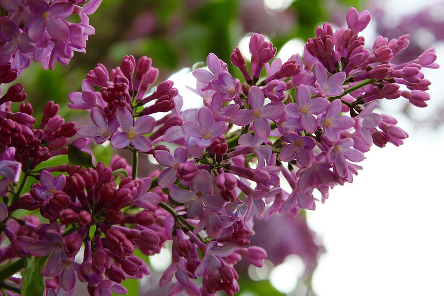 Nature Photograph - Lilac Blooming Bundle by M E