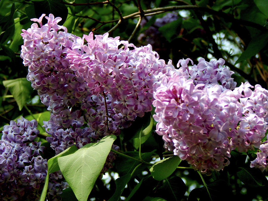 Lilac Blooms Photograph by Wild Thing