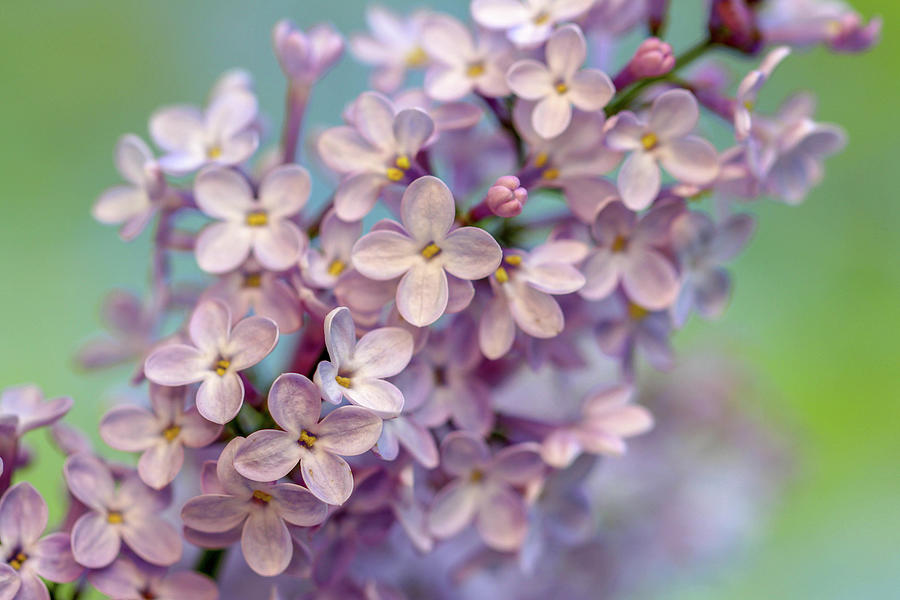 Lilac Blossom II Photograph