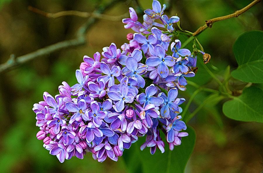 Lilac Blossom Photograph by Nancy Jenkins - Fine Art America