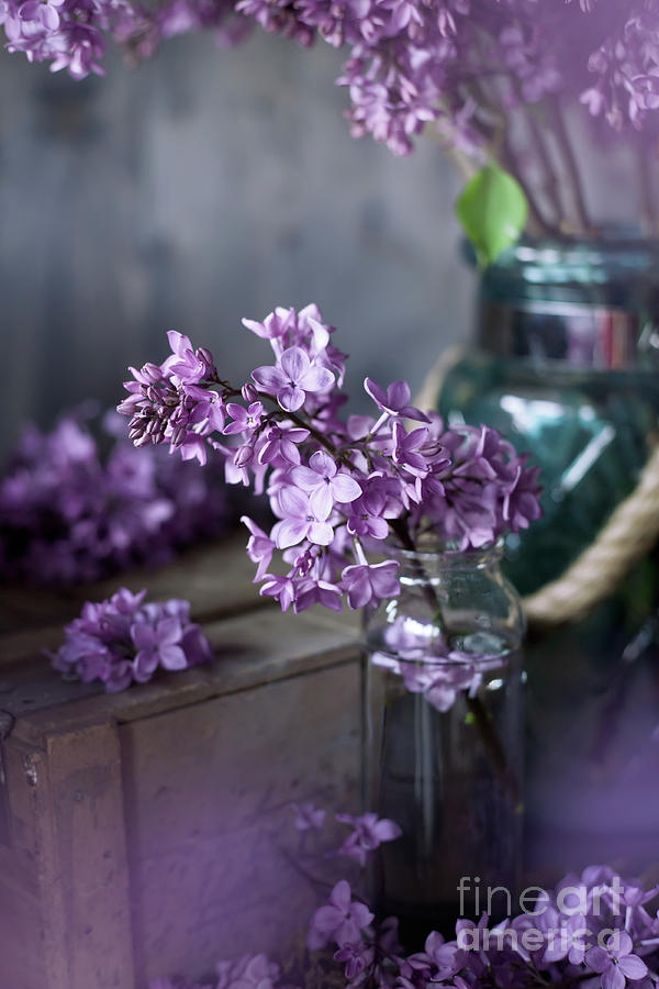 Vintage Photograph - Lilac blossom, vintage tint photo by Svetlana Imagineisle by Svetlana Imagineisle