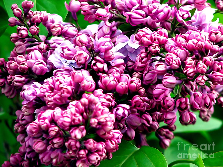 Lilac Blossoms Abstract Soft Effect 1 Photograph by Rose Santuci-Sofranko
