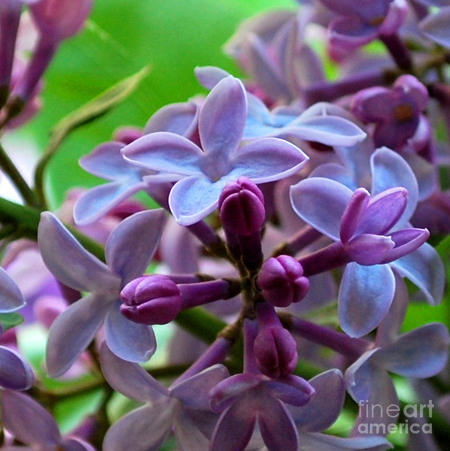 Lilac Blossoms and Buds Photograph by Nancy Mueller