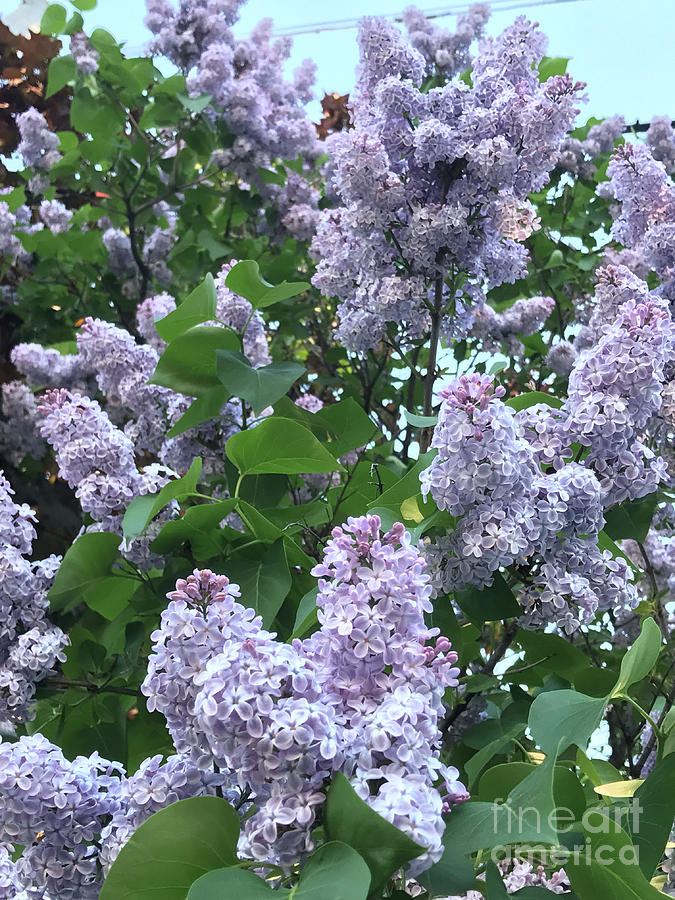 Lilac Blossoms Photograph by Brandy Woods