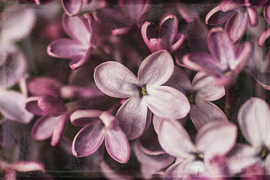 Lilac Blossoms Photograph by Cindi Ressler