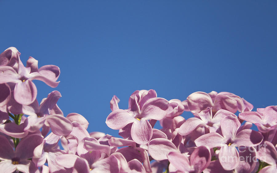 Nature Photograph - Lilac Blossoms by Dan Radi