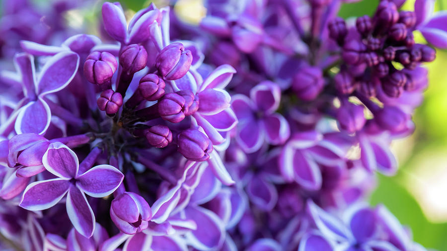 Lilac Blossoms Photograph by Gary Kochel