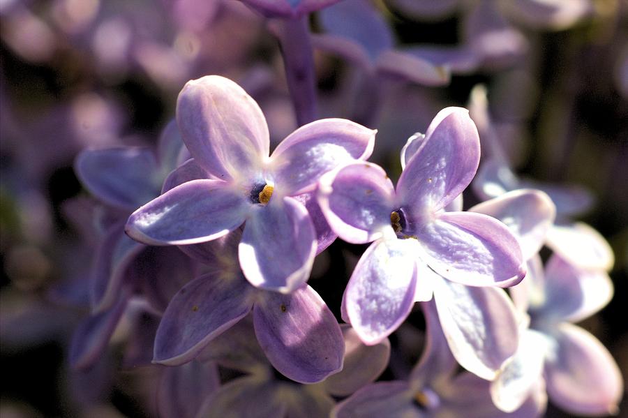 Lilac Blossoms Photograph by Scott Carlton