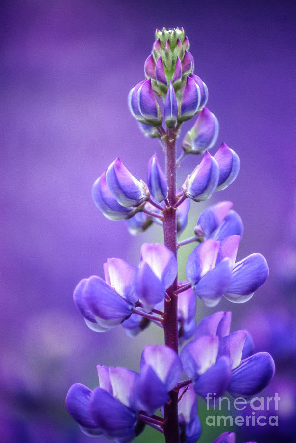 Lilac Bluebonnet Flower Photograph by Heiko Koehrer-Wagner