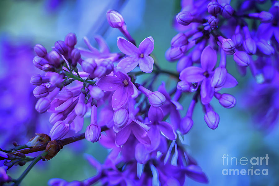 Lilac Blues Photograph by Elizabeth Dow
