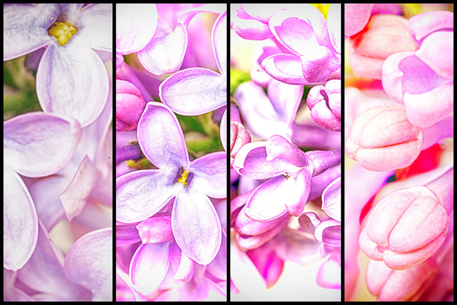 Lilac Bouquet Quadtych One Photograph by John Williams