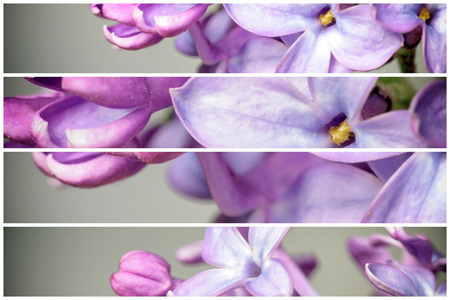 Lilac Bouquet Quadtych Two Photograph by John Williams