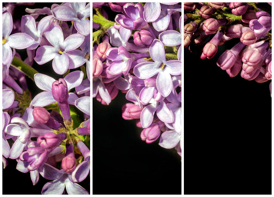 Lilac Bouquet Triptych One Photograph by John Williams