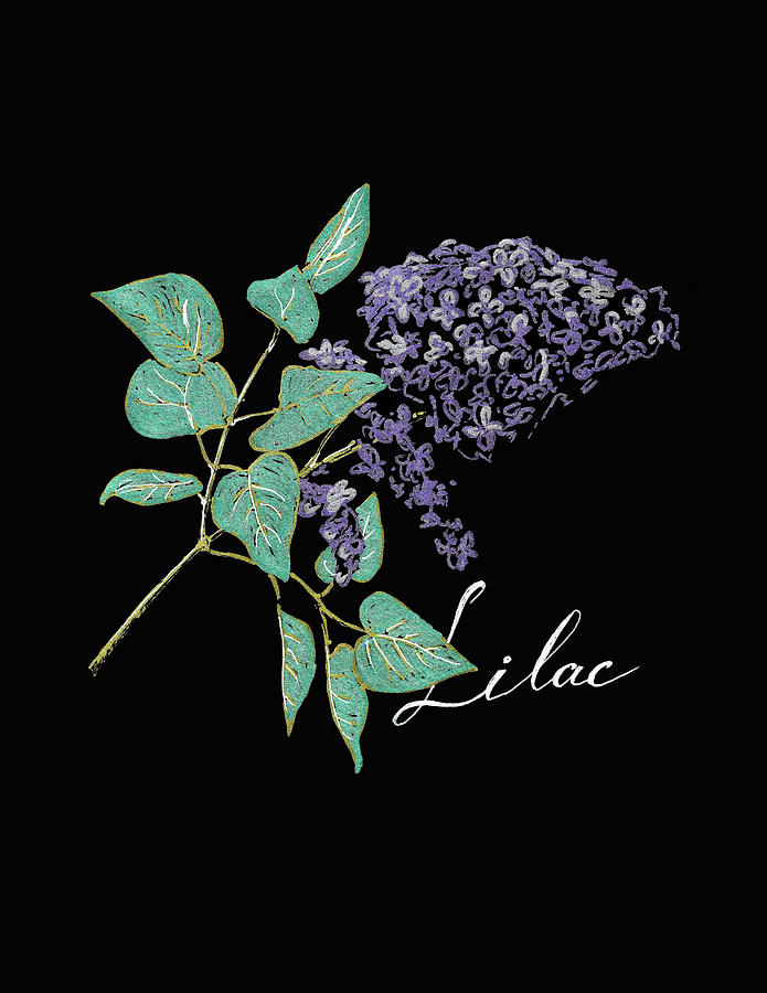 Lilac Branch Drawing by Masha Batkova