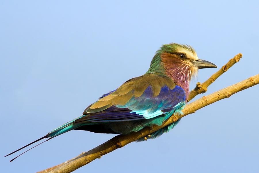 Lilac-breasted Roller Photograph by Aivar Mikko