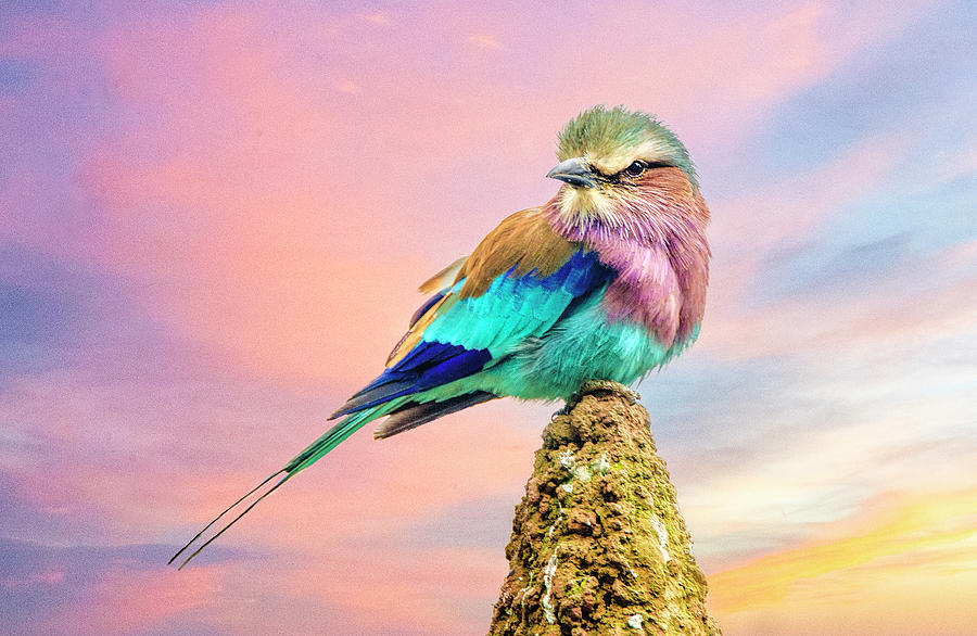 Sunset Photograph - Lilac Breasted Roller at Sunset by Brian Tarr