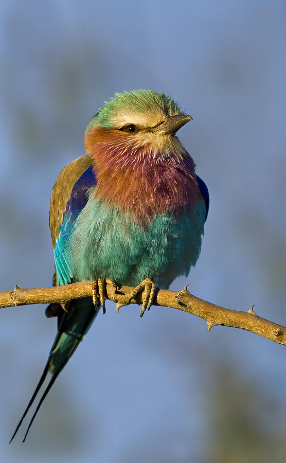 Bird Photograph - Lilac-breasted Roller by Basie Van Zyl