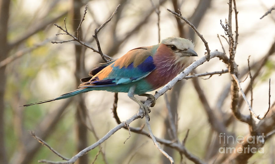 Lilac Breasted Roller Bird Gaze Photograph by Tom Wurl