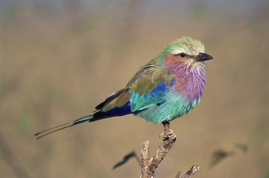 Bird Photograph - Lilac-breasted Roller Coracias Caudata by Gerry Ellis