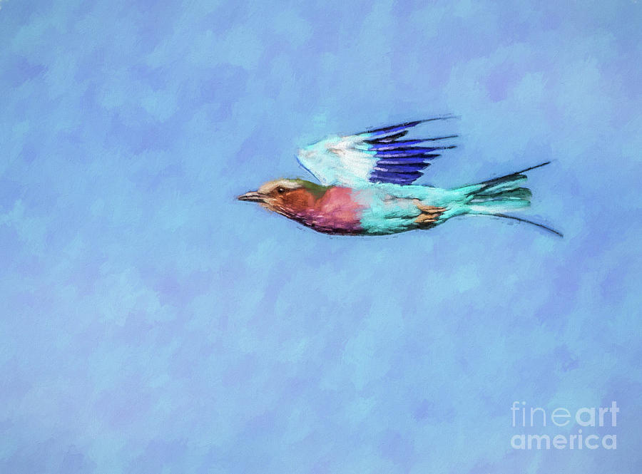 Lilac-breasted Roller Coracias caudatus in level flight Digital Art by Liz Leyden