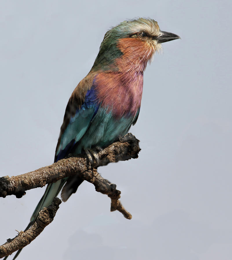 Lilac Breasted Roller Photograph by Deborah Jahier