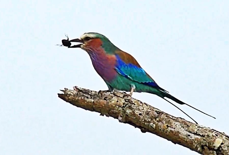 Lilac Breasted Roller Dinner Photograph by Gini Moore