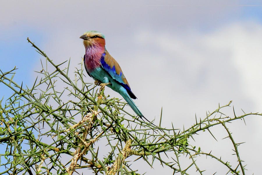 Lilac-breasted Roller in Tanzania Photograph by Marilyn Burton