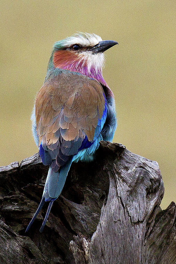 Lilac-breasted Roller Photograph