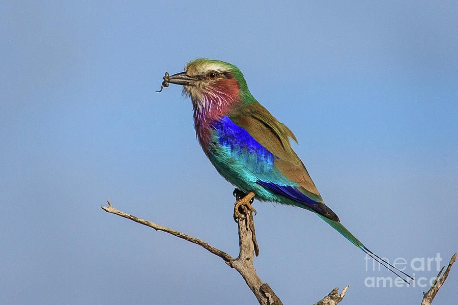 Lilac-breasted Roller Photograph by Jennifer Ludlum