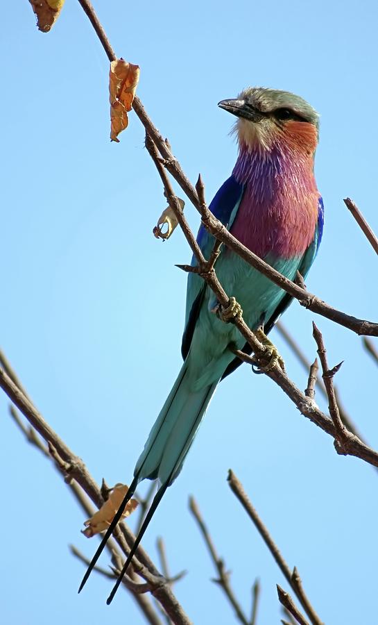 Lilac Breasted Roller Photograph by Jennifer Wheatley Wolf
