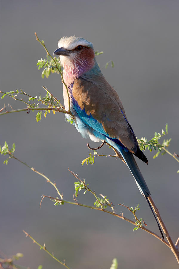 Lilac-breasted Roller Photograph by Johan Elzenga