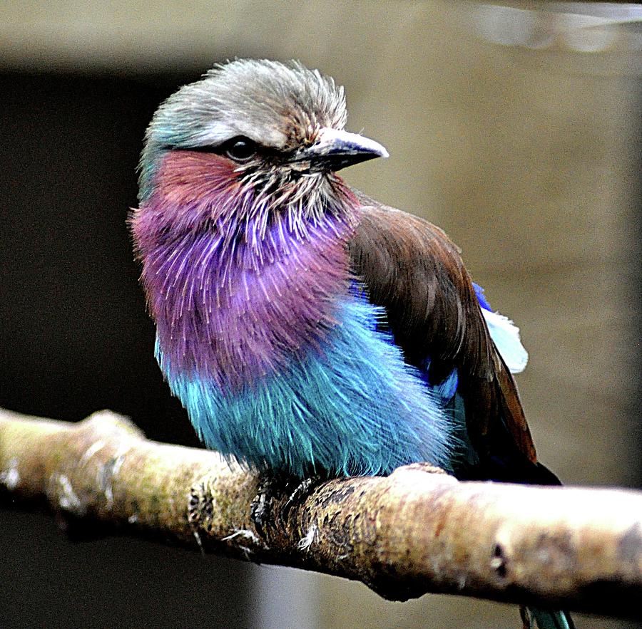 Lilac Breasted Roller Photograph by John Hughes