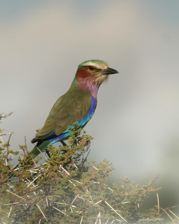 Bird Photograph - Lilac breasted roller by Joseph G Holland