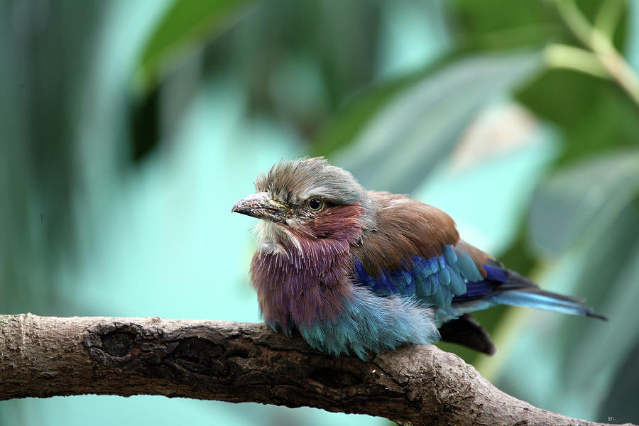 Bird Photograph - Lilac Breasted Roller by Karol Livote