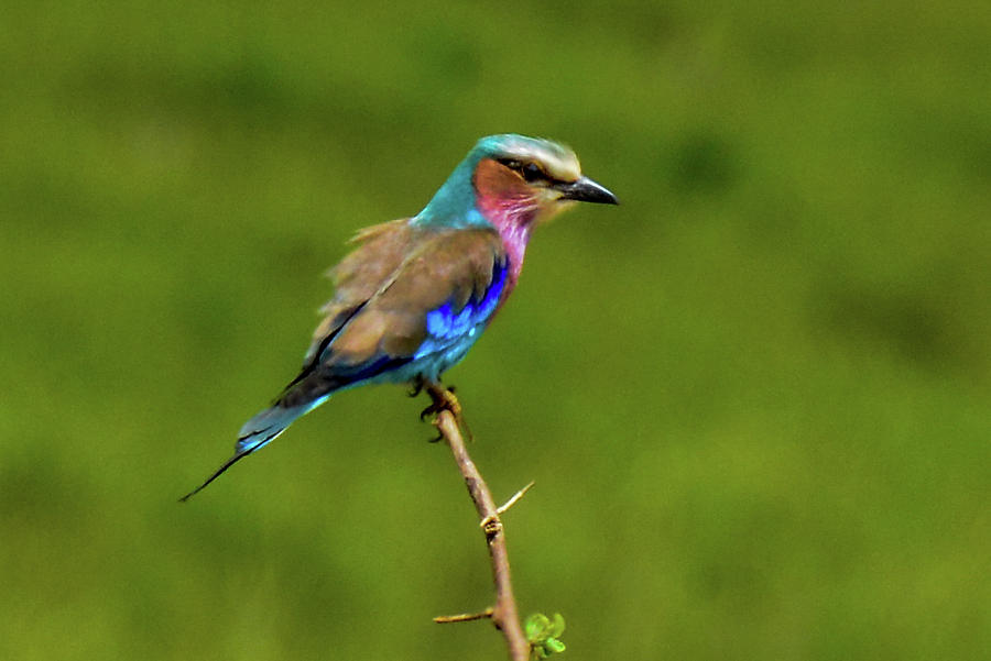 Lilac-breasted Roller Photograph by Marilyn Burton