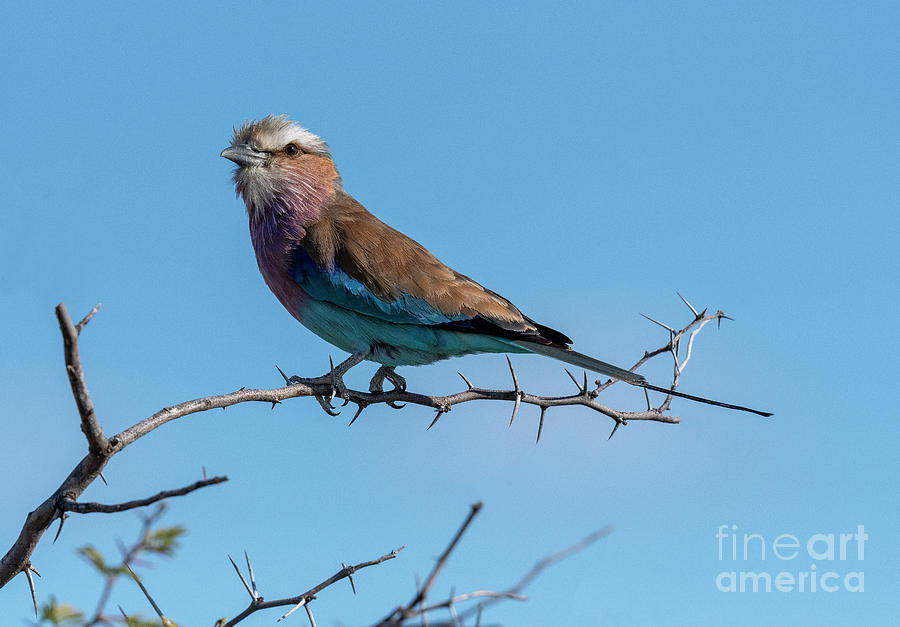 Bird Photograph - Lilac Breasted Roller - Namibia by Sandra Bronstein