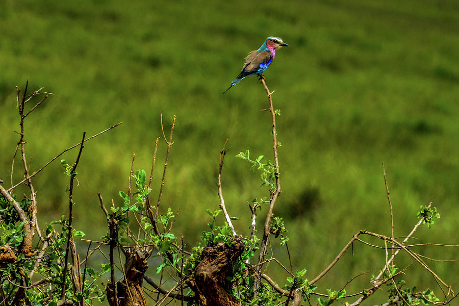 Lilac-breasted Roller on bush Photograph by Marilyn Burton