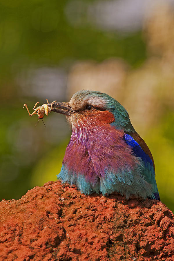 Lilac Breasted Roller Photograph by Paul Scoullar