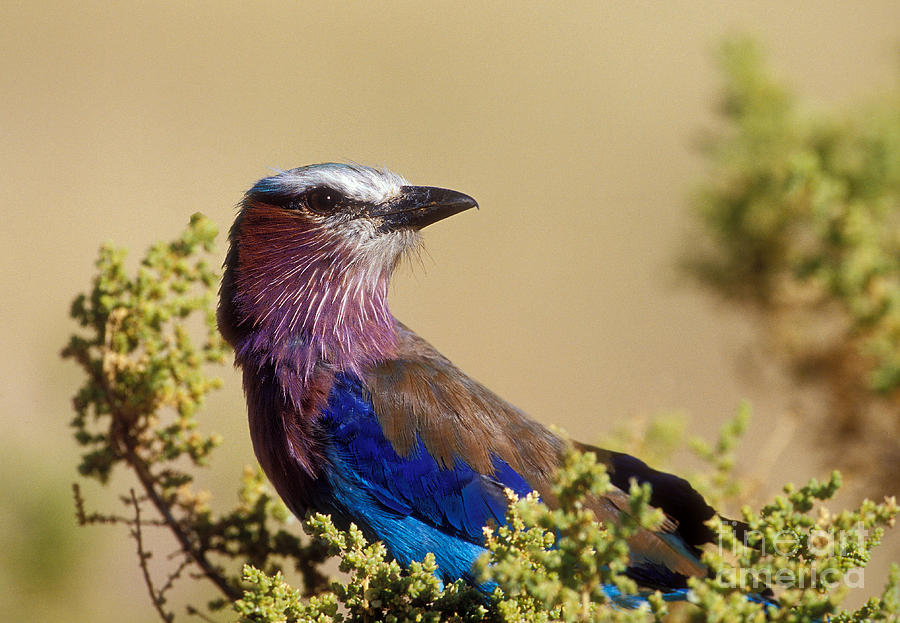 Lilac Breasted Roller Photograph by Sandra Bronstein